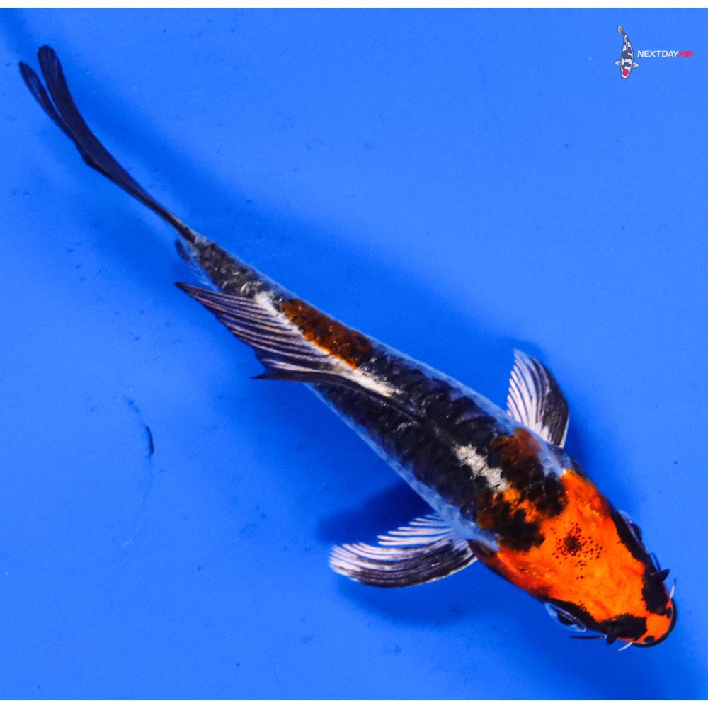 4” Imported Doitsu Kujaku Butterfly Koi