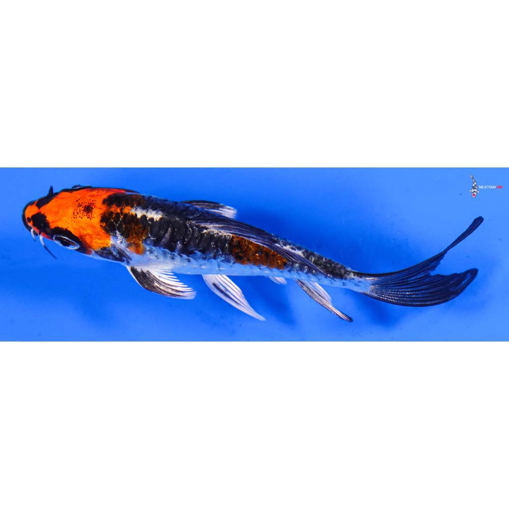 4” Imported Doitsu Kujaku Butterfly Koi