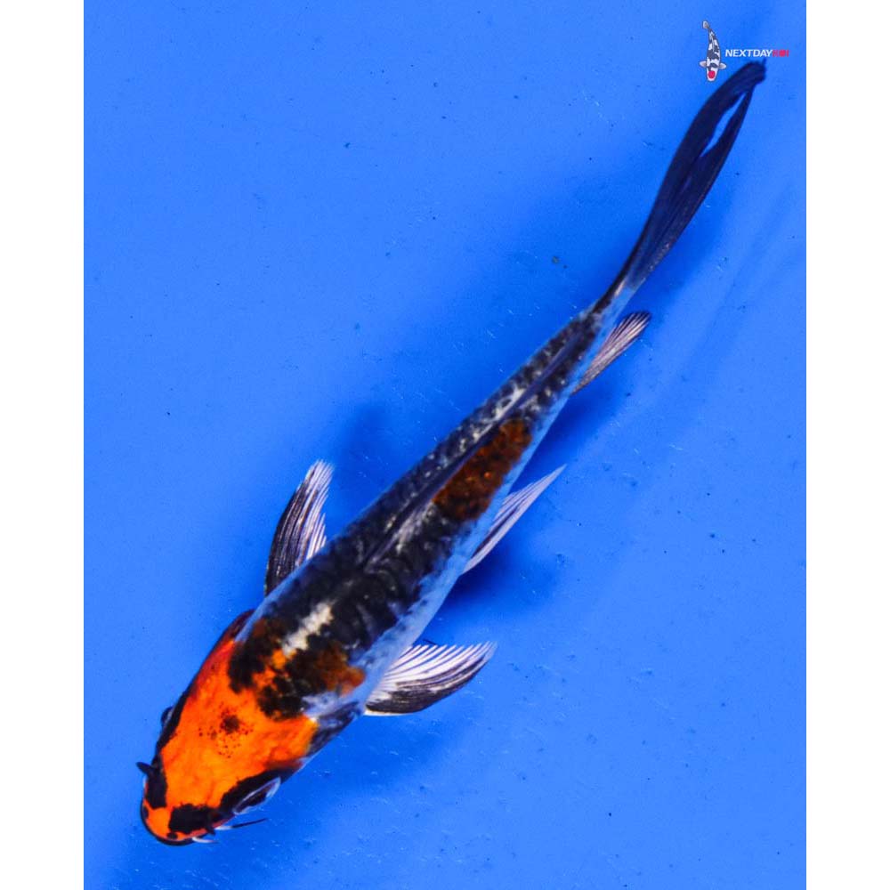 4” Imported Doitsu Kujaku Butterfly Koi