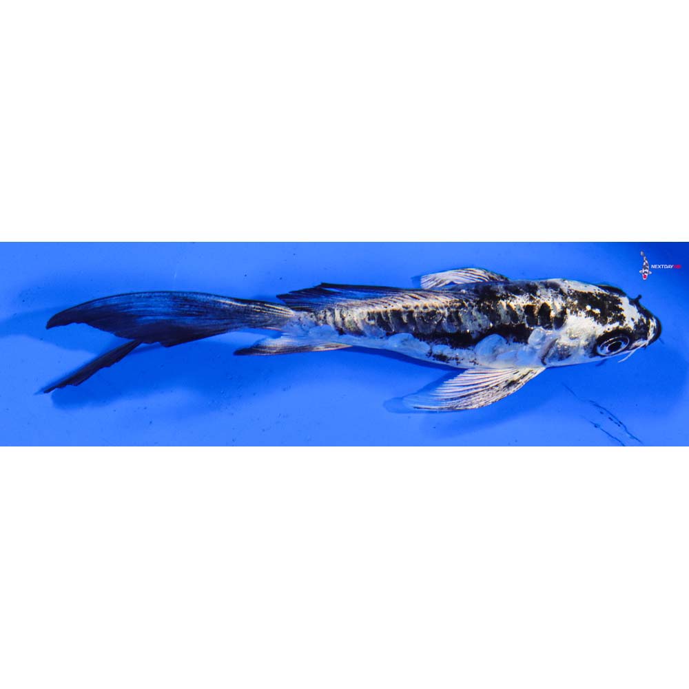 4.5” Imported Kikokuryu Butterfly Koi