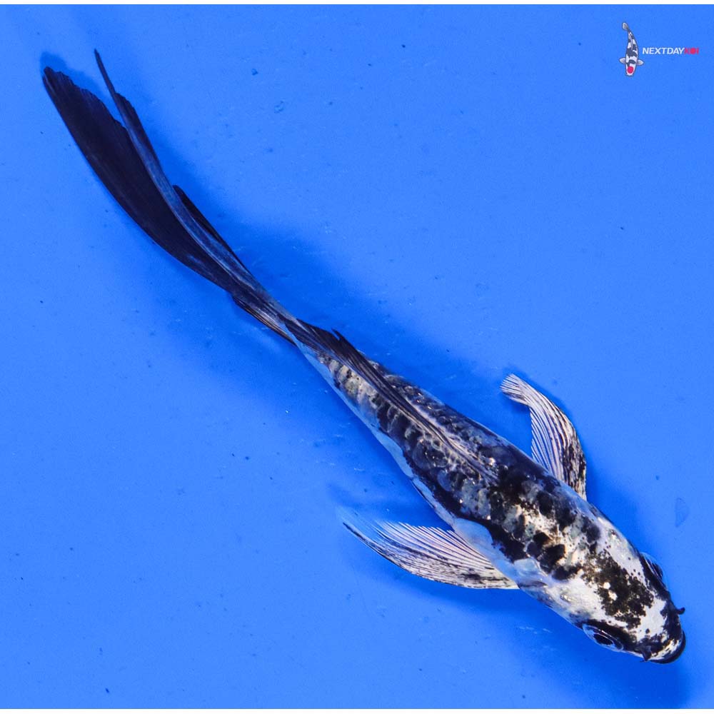 4.5” Imported Kikokuryu Butterfly Koi