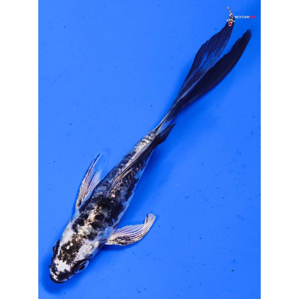 4.5” Imported Kikokuryu Butterfly Koi