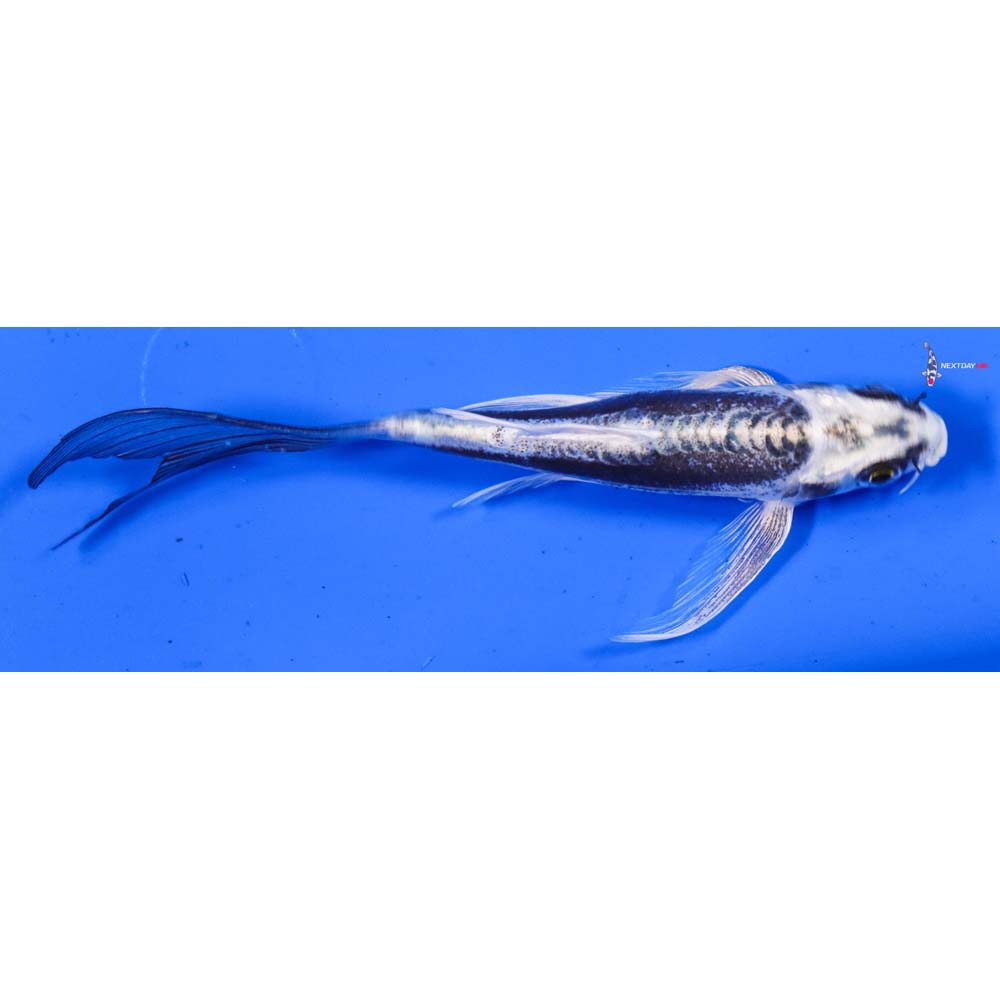 5” Imported Kikokuryu Butterfly Koi