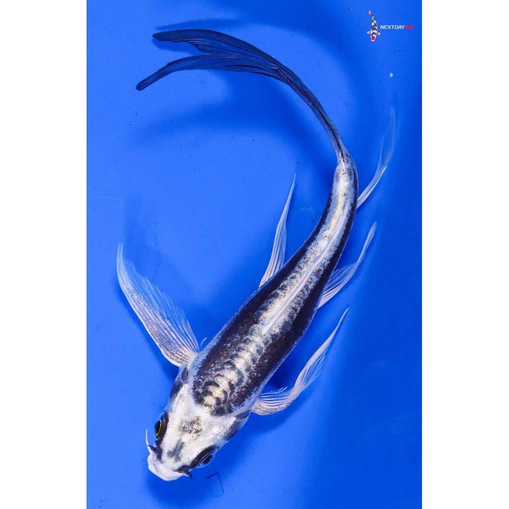 5” Imported Kikokuryu Butterfly Koi