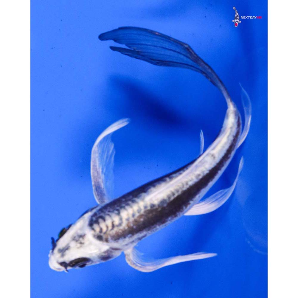 5” Imported Kikokuryu Butterfly Koi