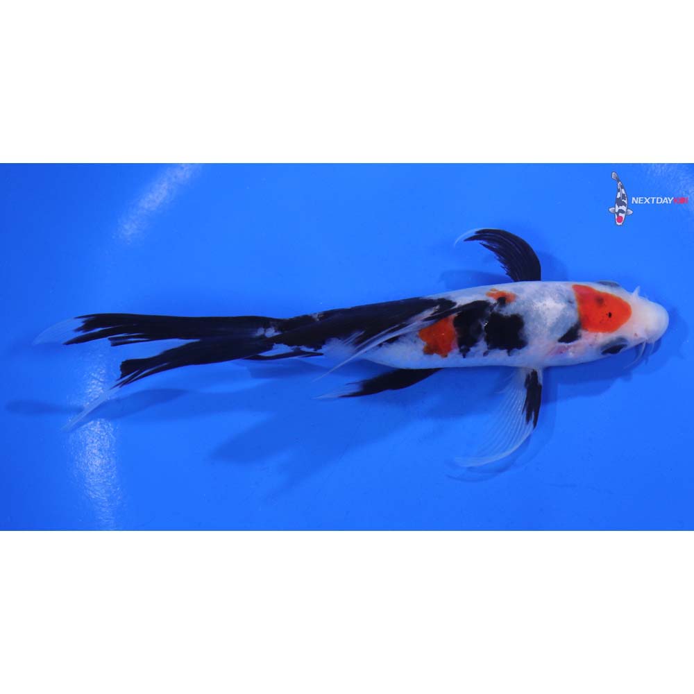 5.5” Imported Sanke Butterfly Koi