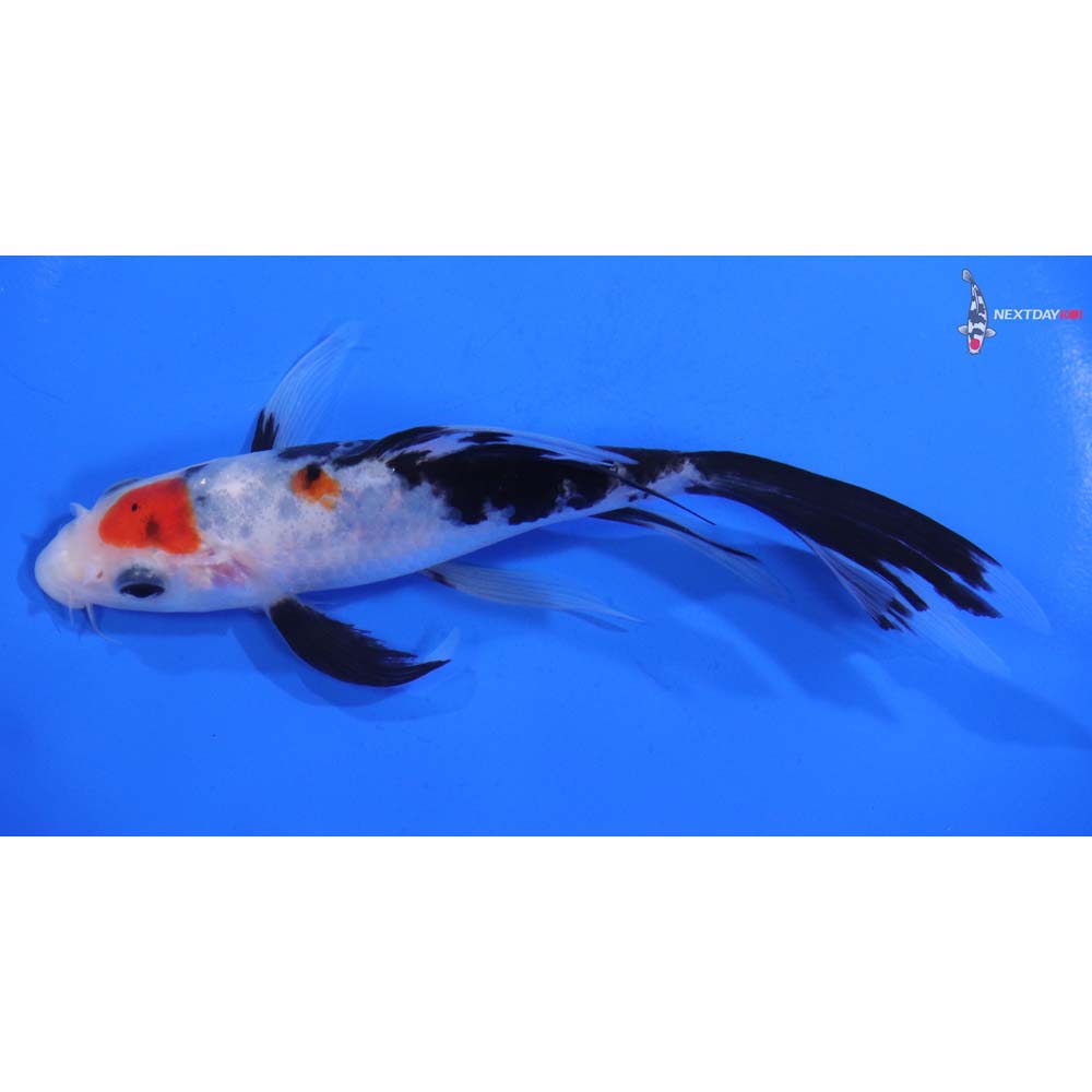 5.5” Imported Sanke Butterfly Koi