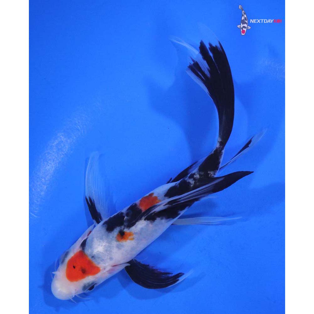 5.5” Imported Sanke Butterfly Koi