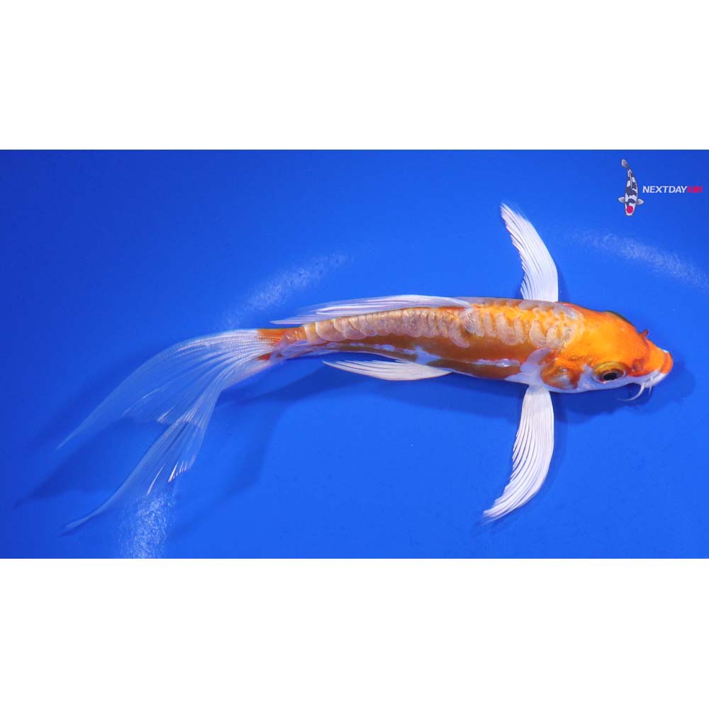 5.5” Imported Kikusui Butterfly Koi
