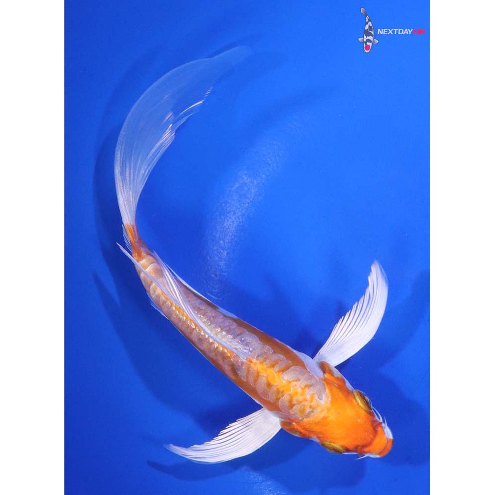 5.5” Imported Kikusui Butterfly Koi