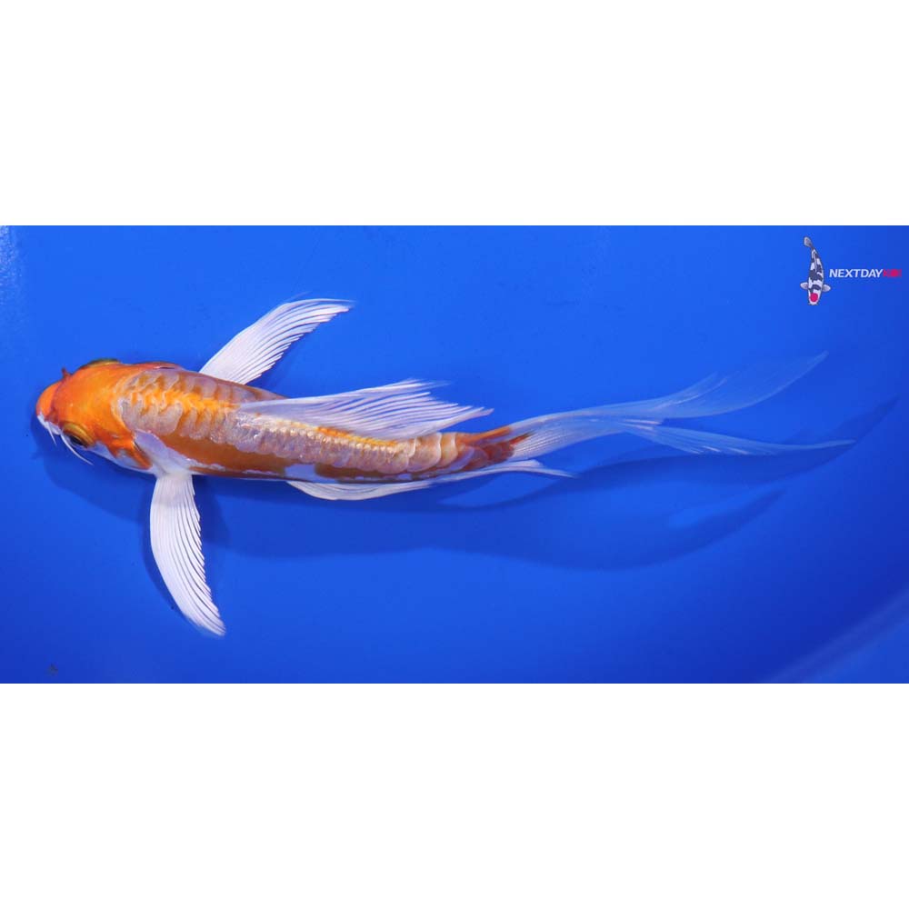 5.5” Imported Kikusui Butterfly Koi