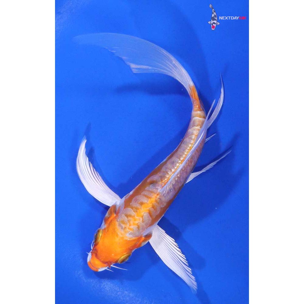 5.5” Imported Kikusui Butterfly Koi