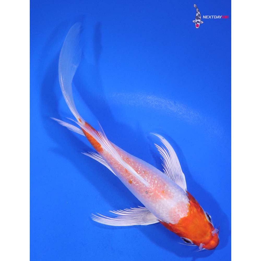 6” Imported Hariwake Butterfly Koi
