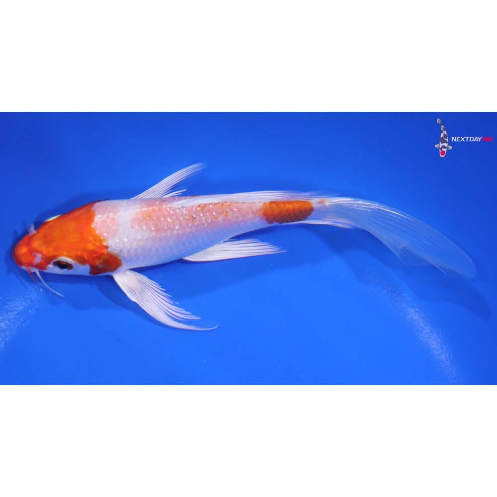 6” Imported Hariwake Butterfly Koi