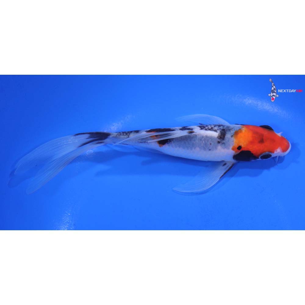 6” Imported Sanke Butterfly Koi