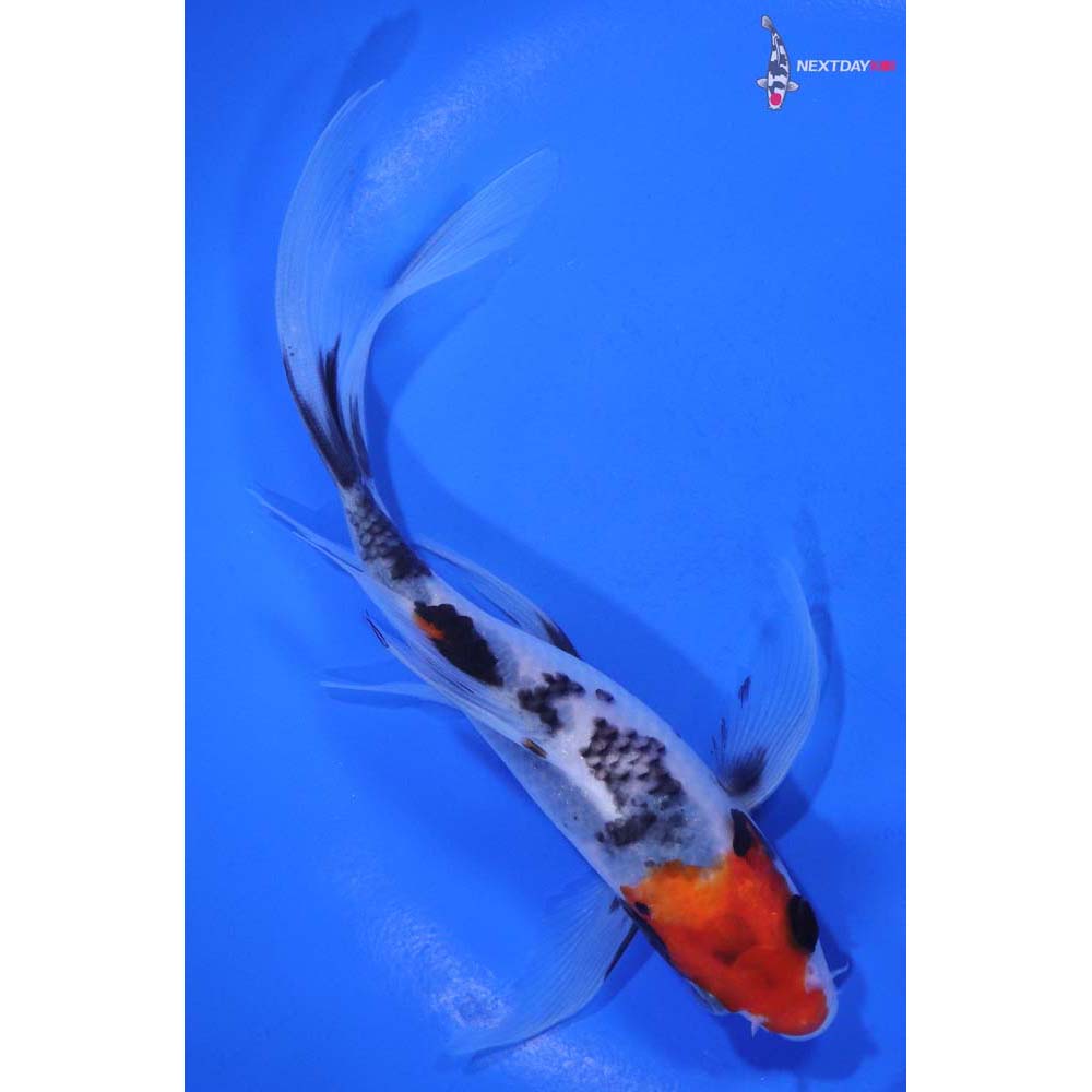 6” Imported Sanke Butterfly Koi