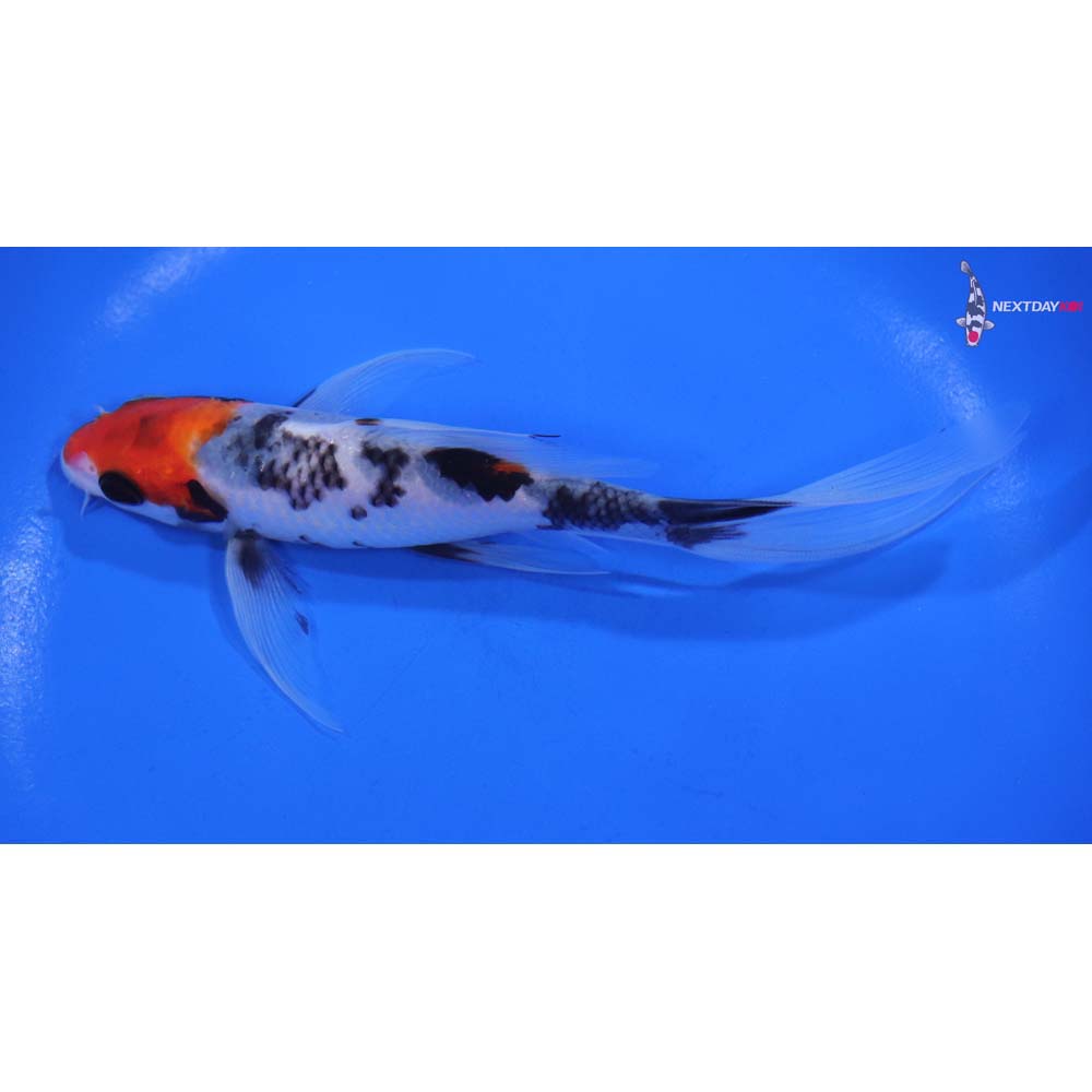 6” Imported Sanke Butterfly Koi