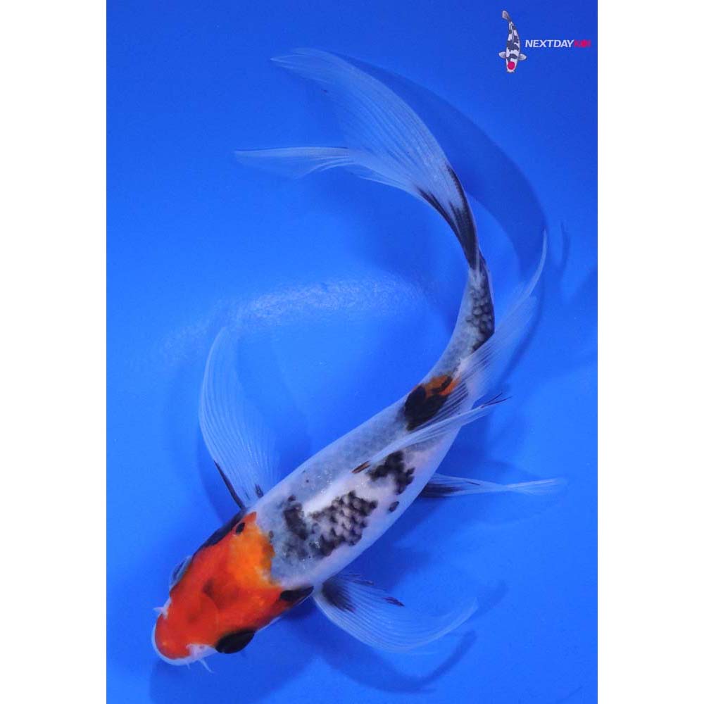 6” Imported Sanke Butterfly Koi