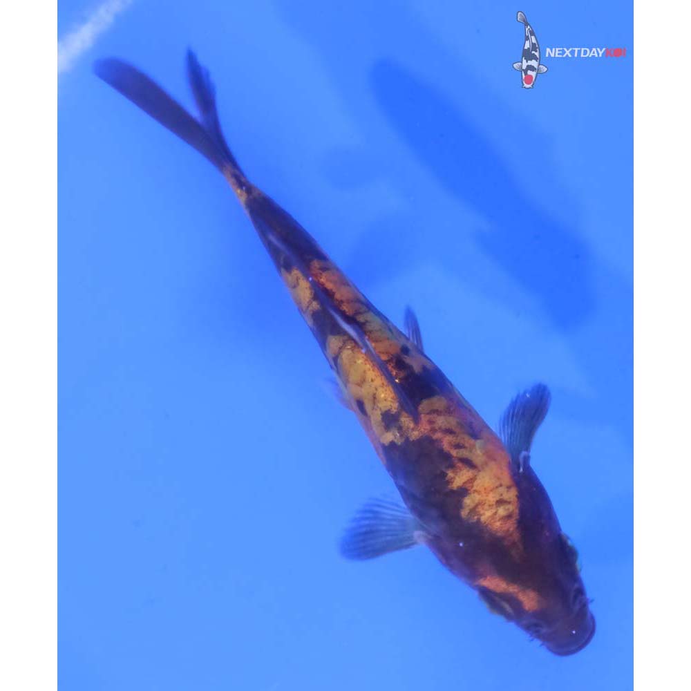 4” Imported Armor Scaled Hi Utsuri