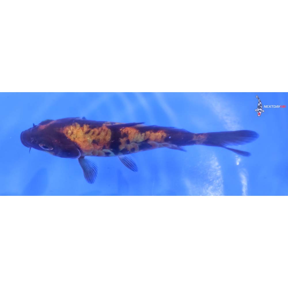 4” Imported Armor Scaled Hi Utsuri