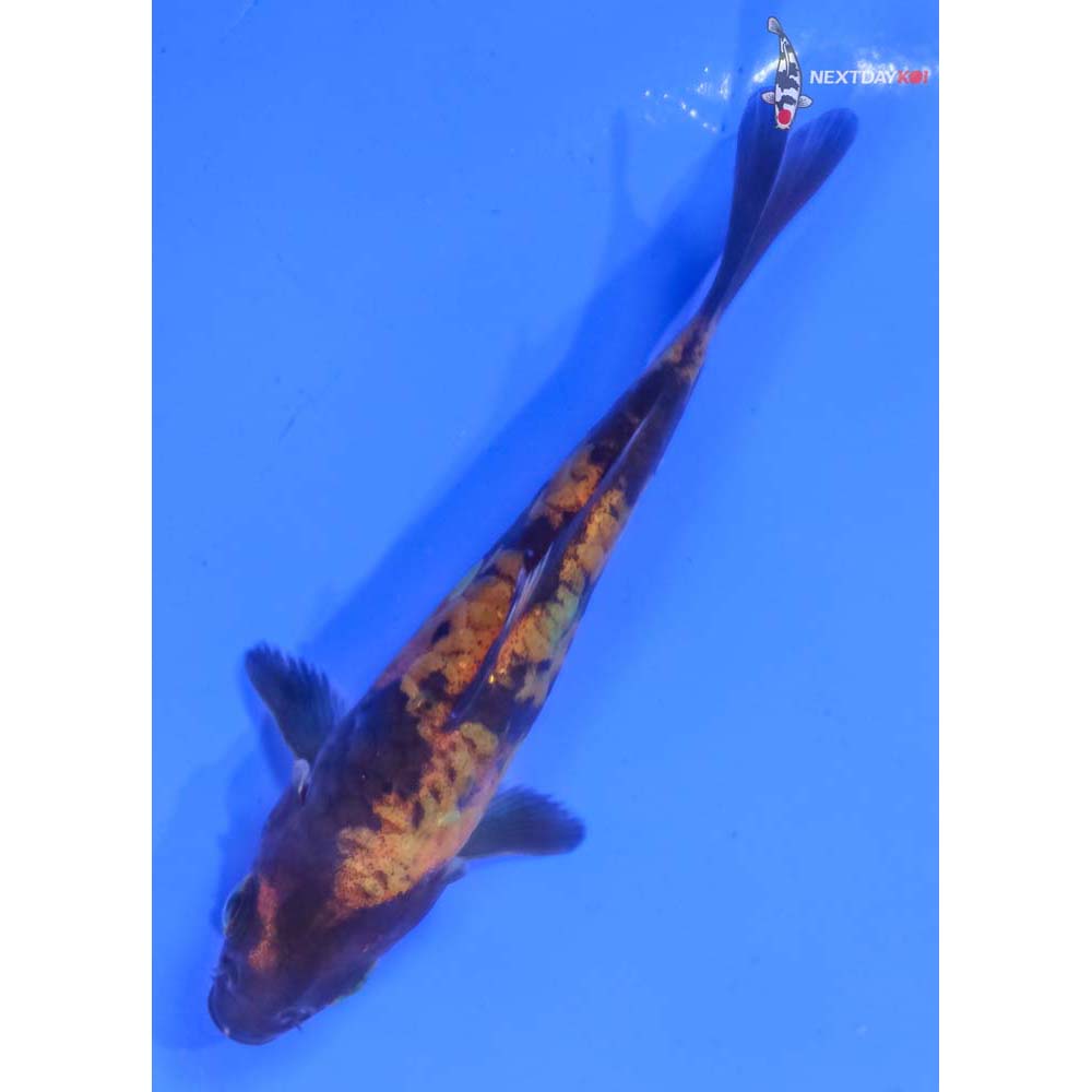 4” Imported Armor Scaled Hi Utsuri