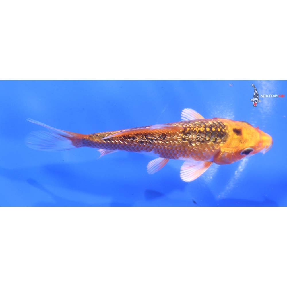 4” Imported Gin Rin Kujaku