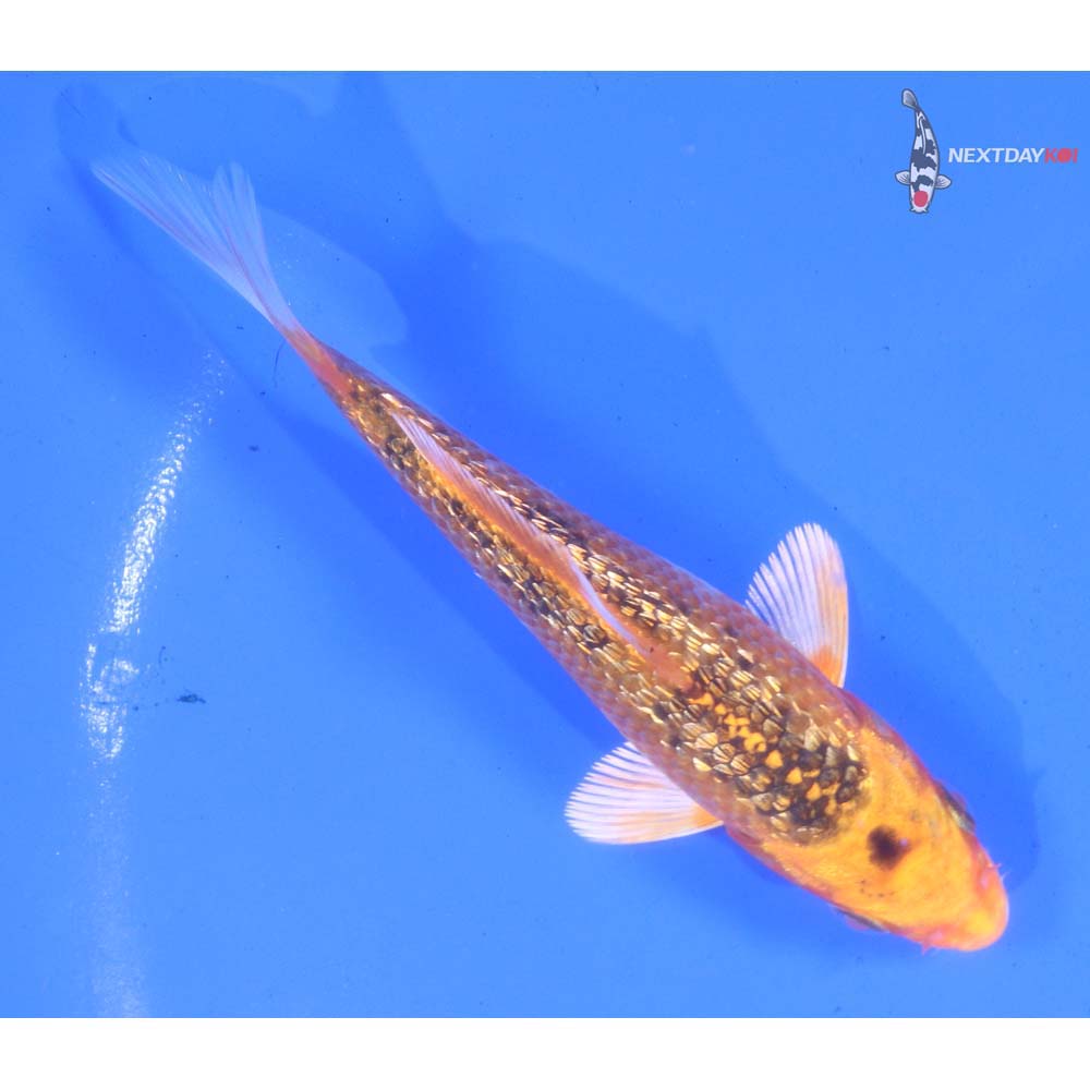 4” Imported Gin Rin Kujaku