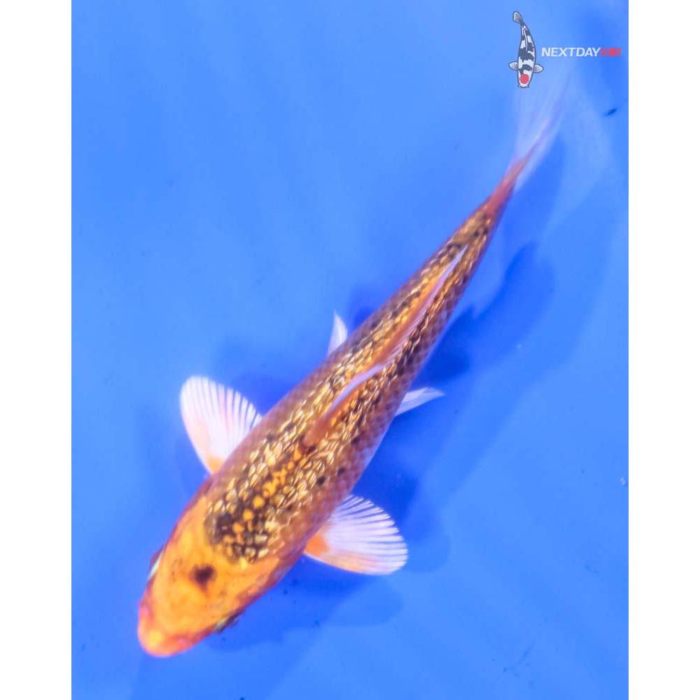 4” Imported Gin Rin Kujaku