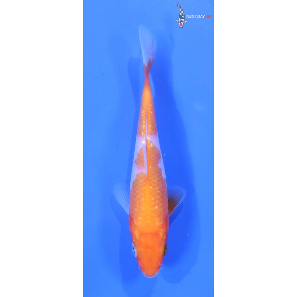 4” Imported Kohaku