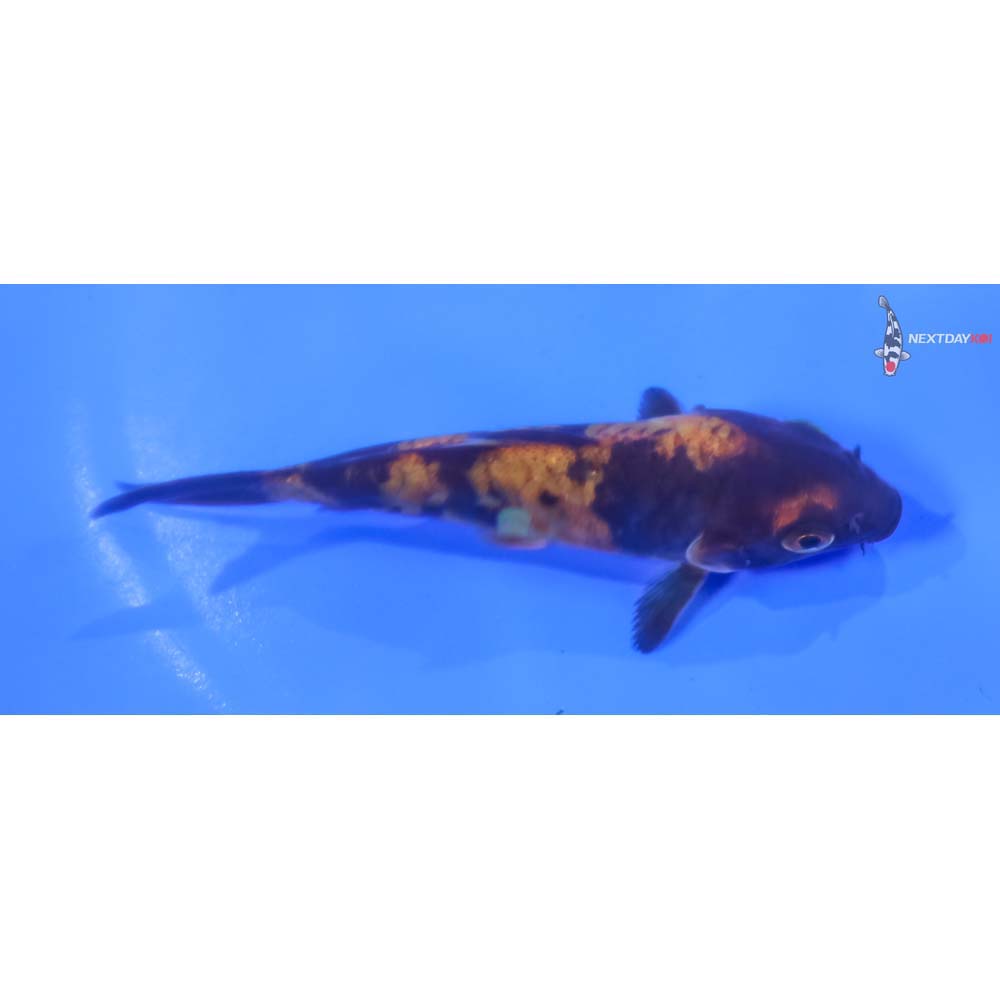 4” Imported Armor Scaled Hi Utsuri