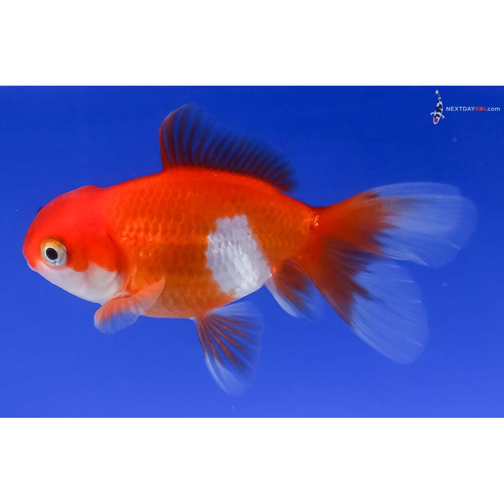 3” Imported Red and White Oranda