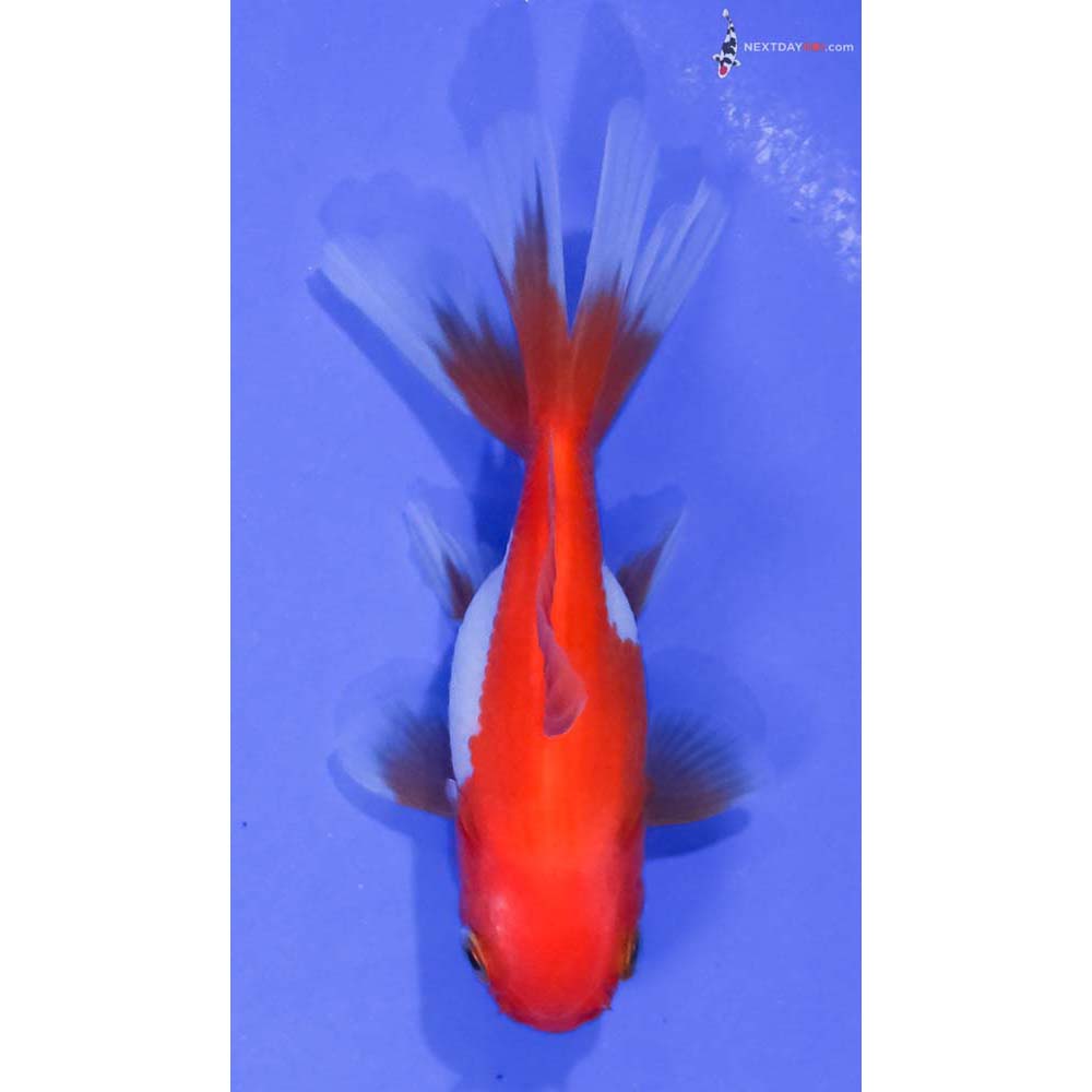 3” Imported Red and White Oranda