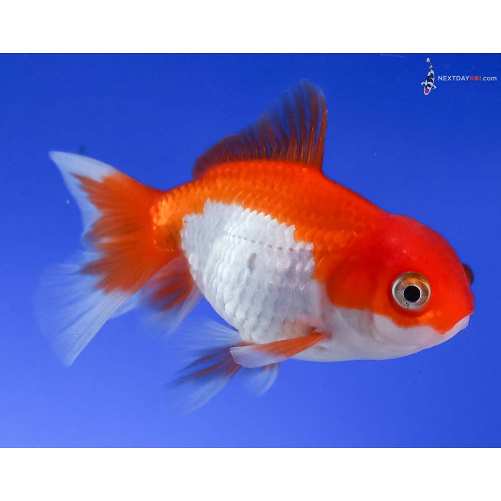 3” Imported Red and White Oranda