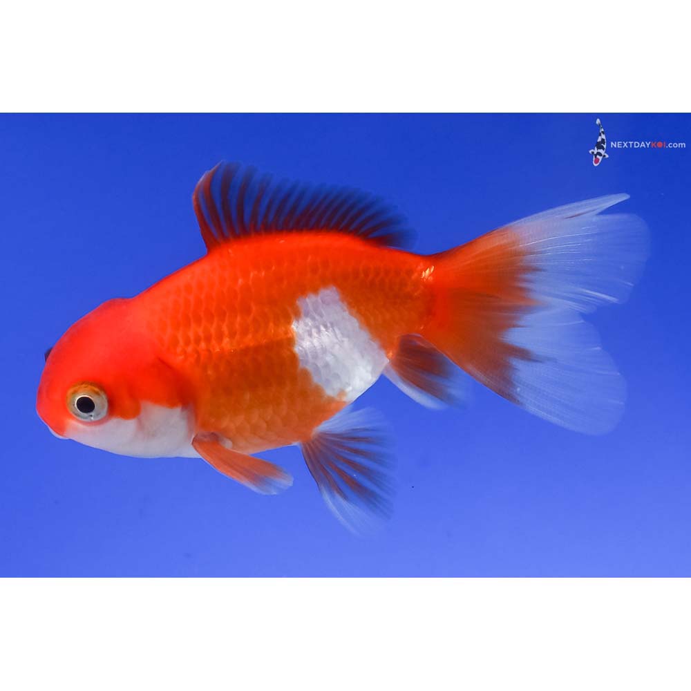 3” Imported Red and White Oranda