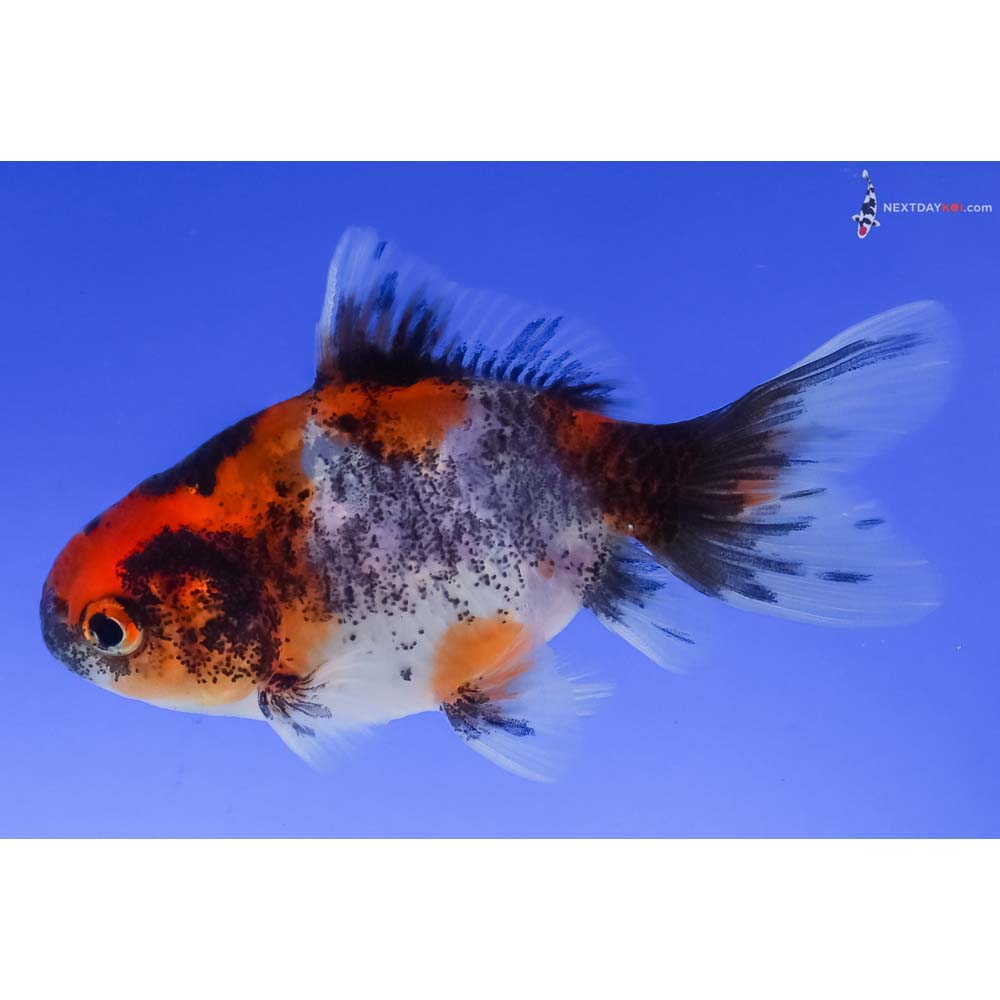 3” Imported Calico Oranda