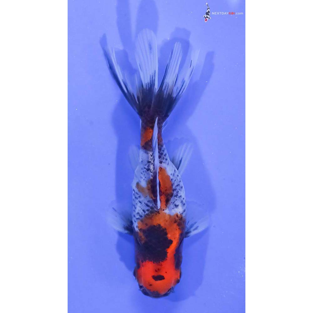 3” Imported Calico Oranda