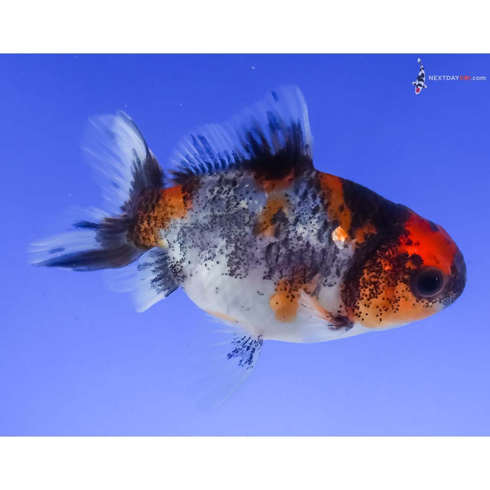 3” Imported Calico Oranda
