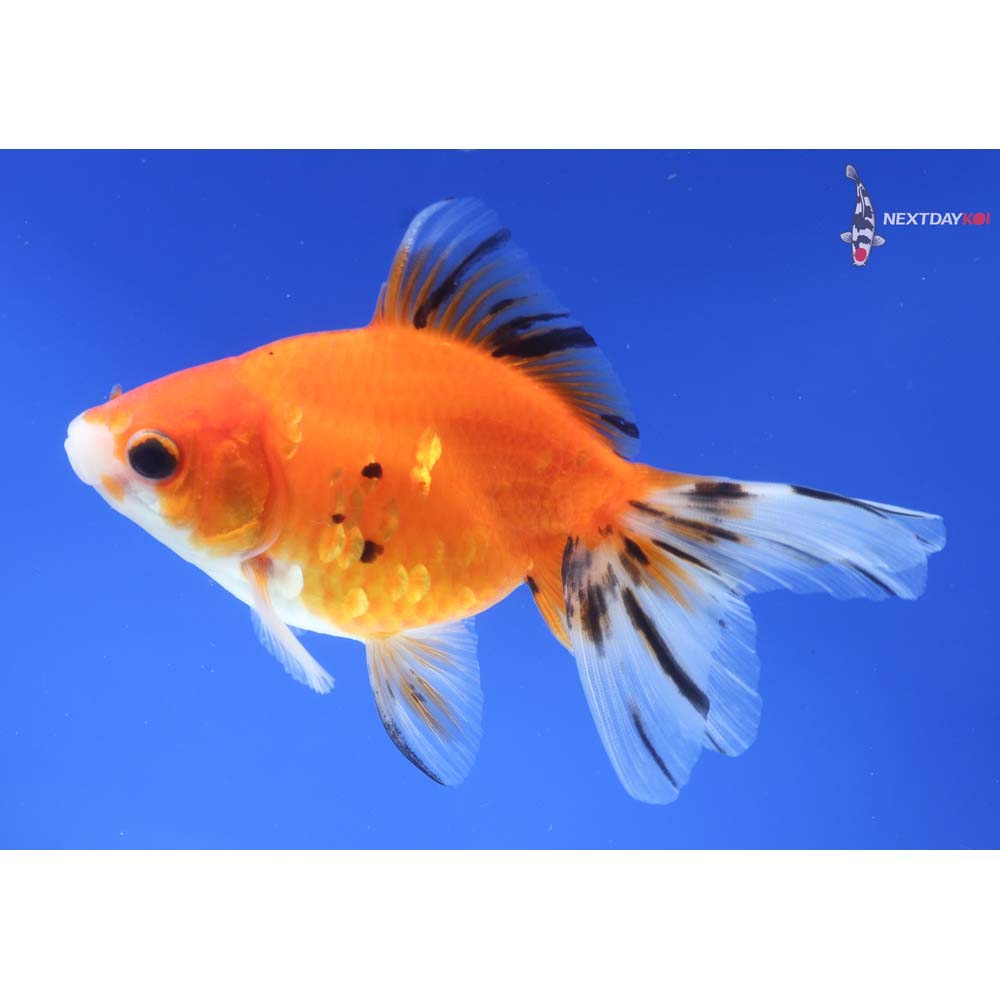 4.5” Imported Calico Ryukin