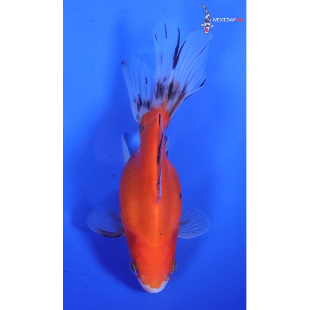 4.5” Imported Calico Ryukin