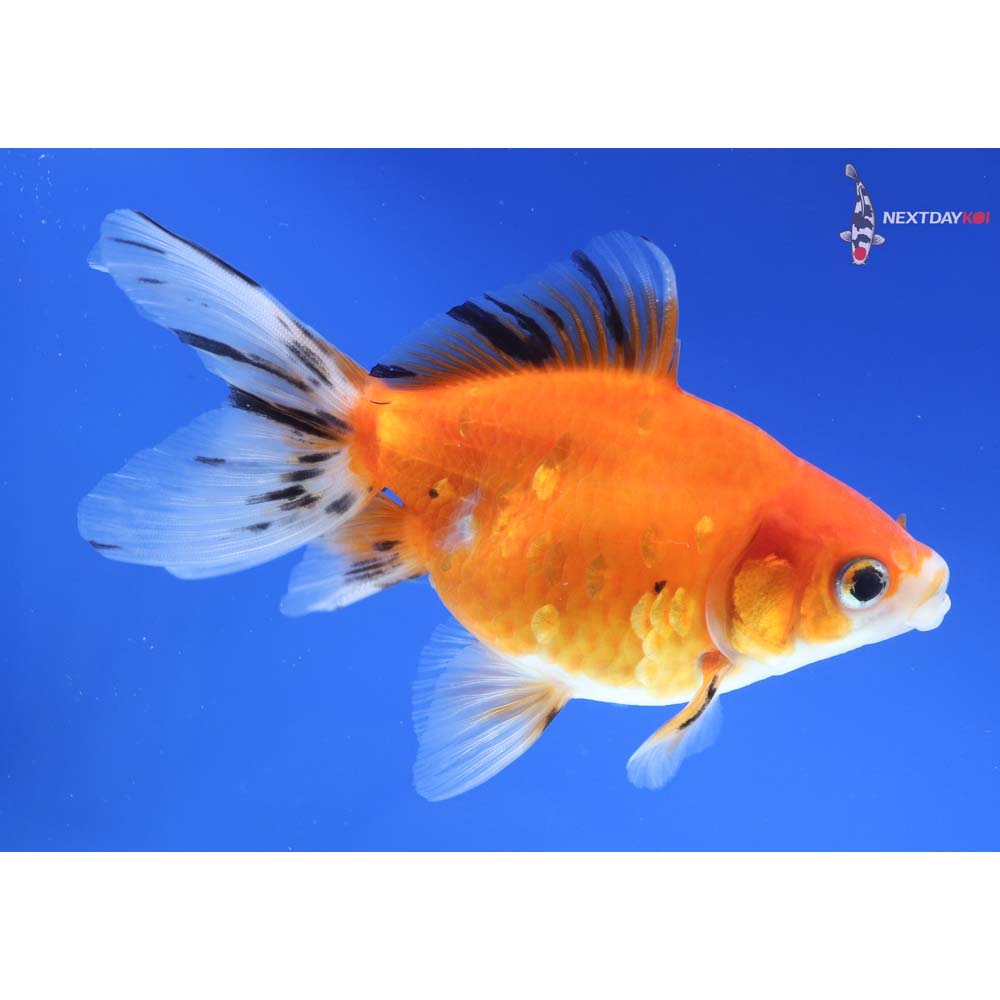 4.5” Imported Calico Ryukin