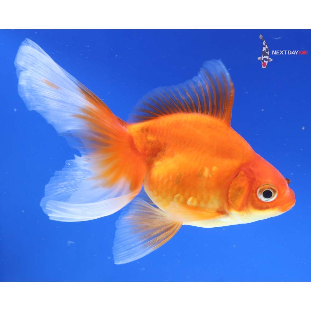 5.5” Imported Red Ryukin