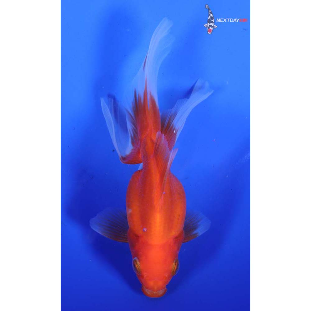 5.5” Imported Red Ryukin