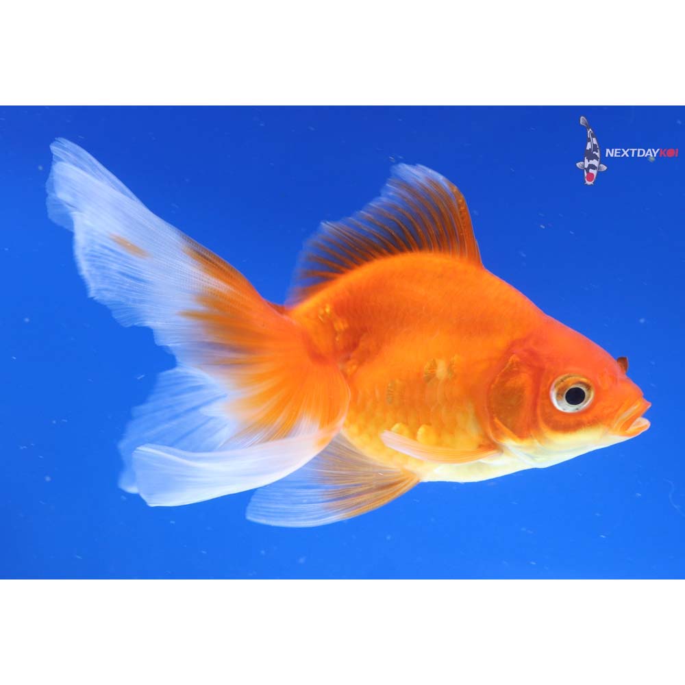 5.5” Imported Red Ryukin