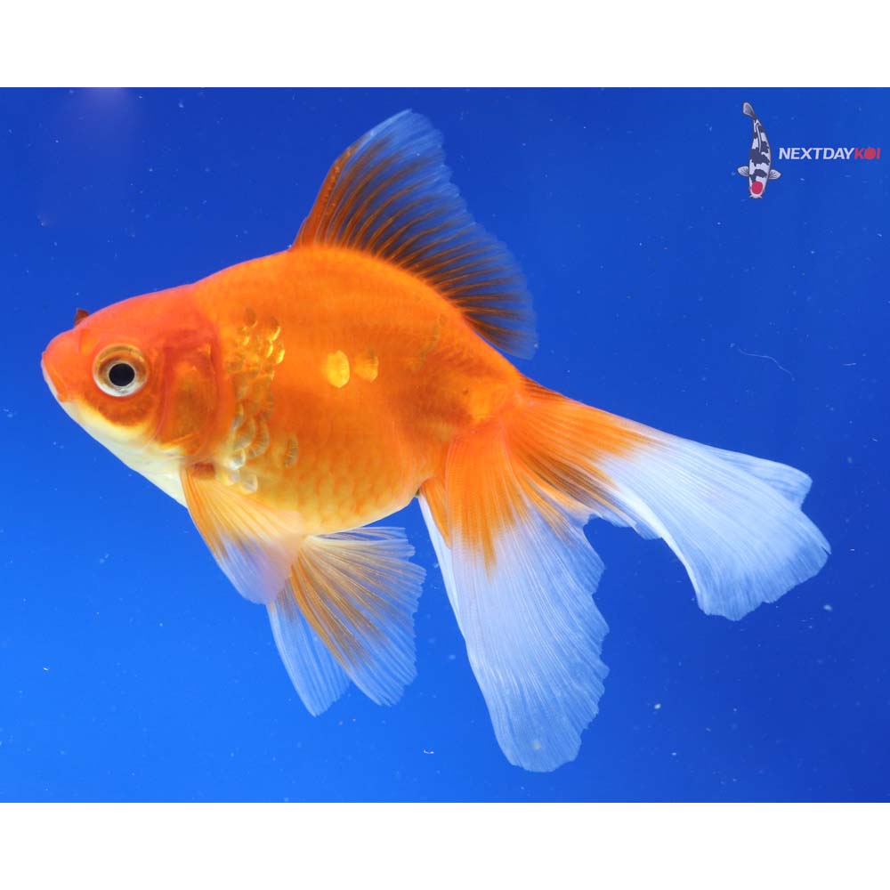 5.5” Imported Red Ryukin