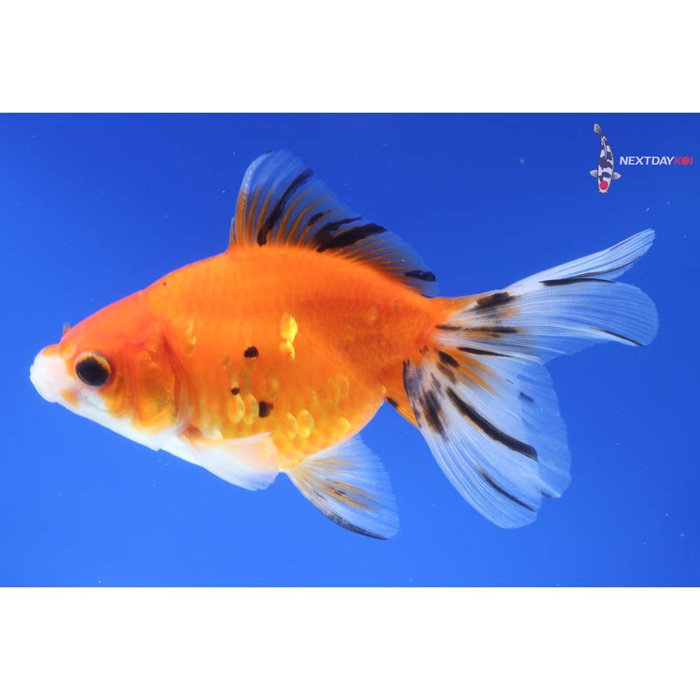 4.5” Imported Calico Ryukin