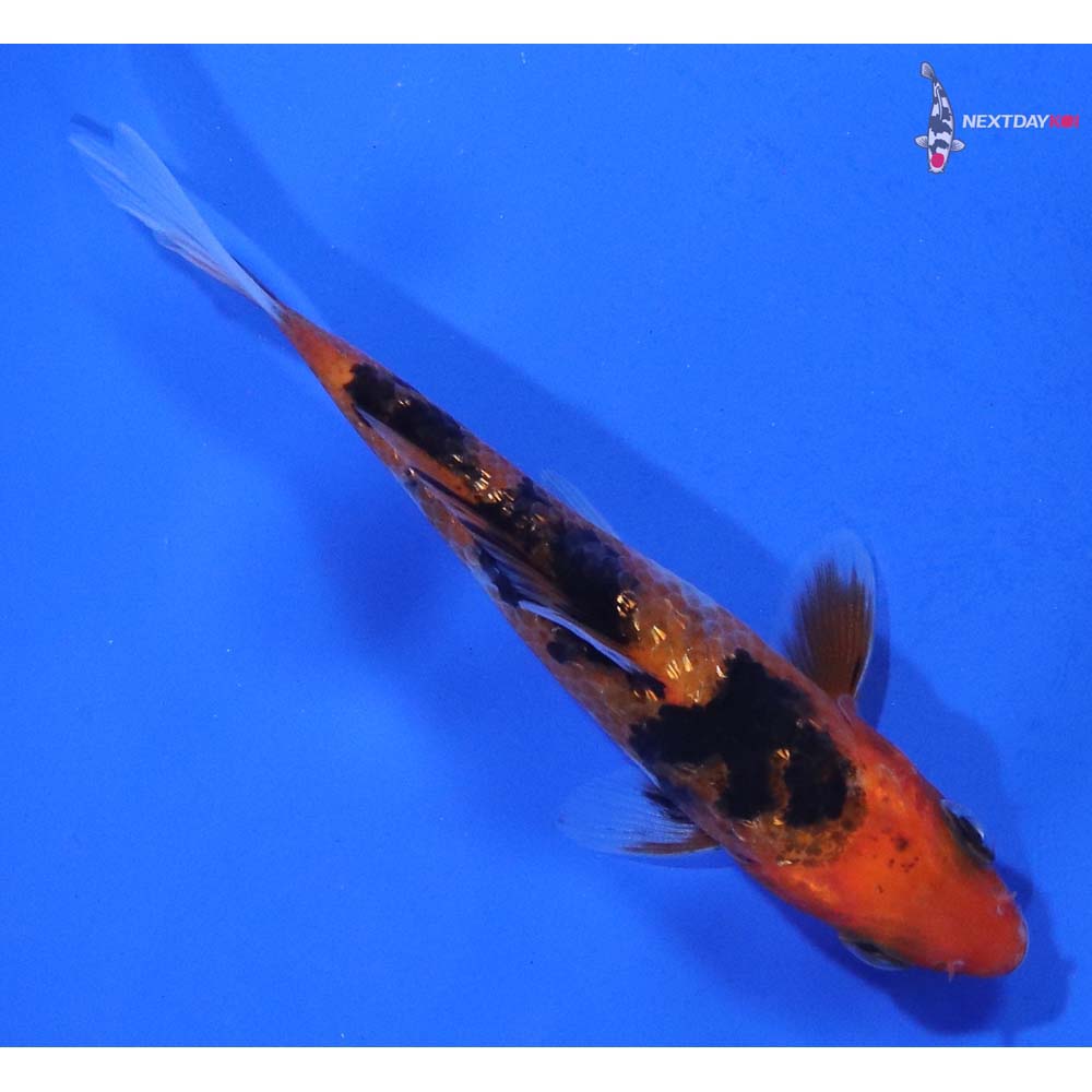 3” Imported Gin Rin Sanke