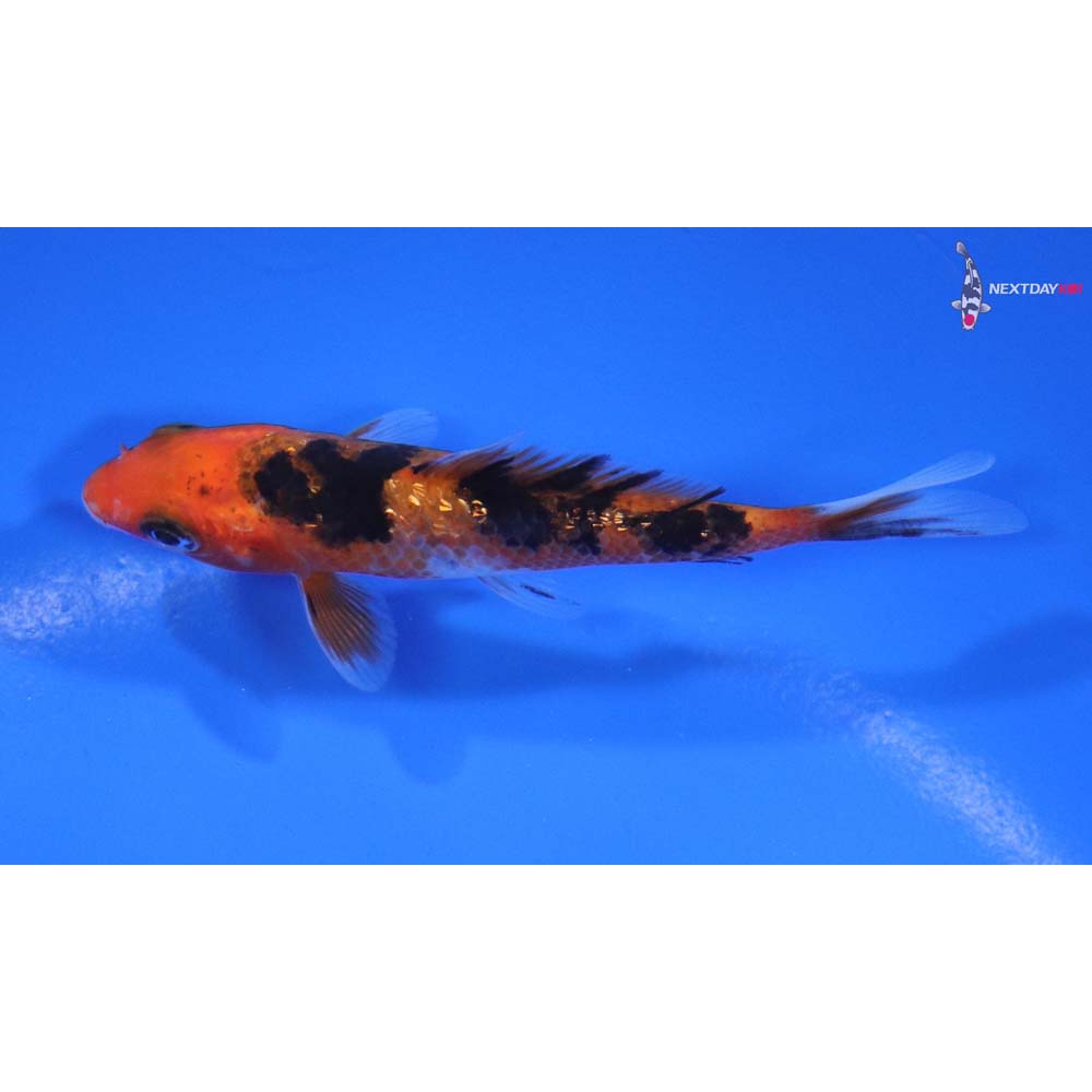 3” Imported Gin Rin Sanke