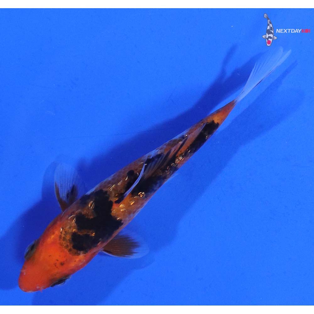 3” Imported Gin Rin Sanke