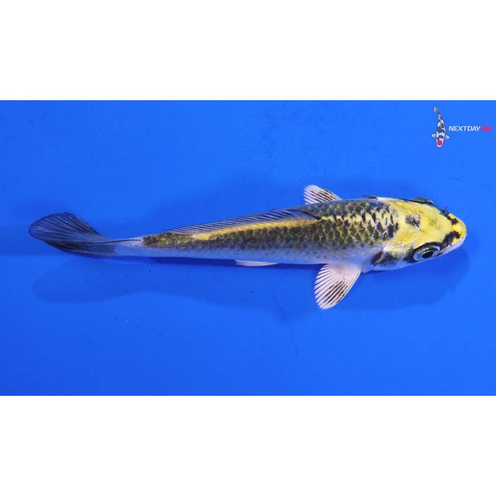 3.5” Imported Kujaku