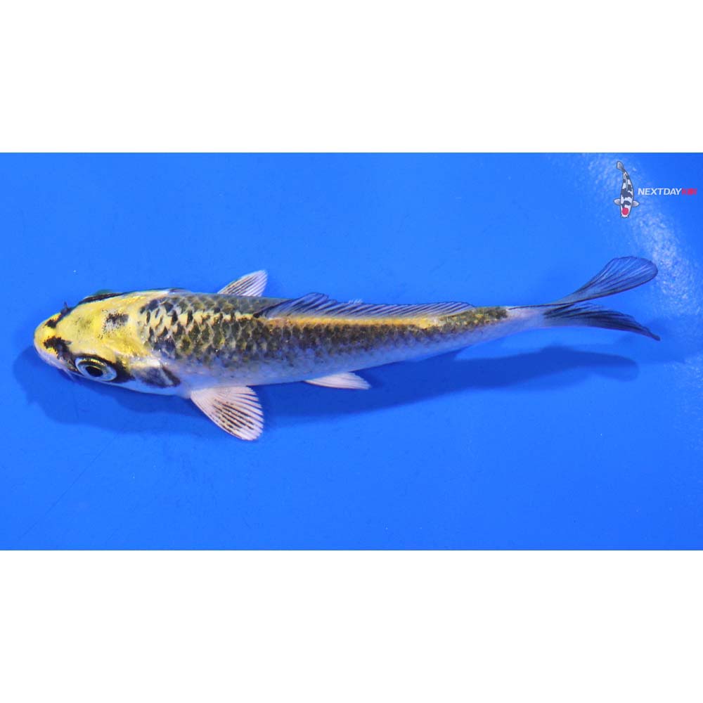 3.5” Imported Kujaku